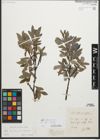 Foto von Salix glaucosericea Flod.